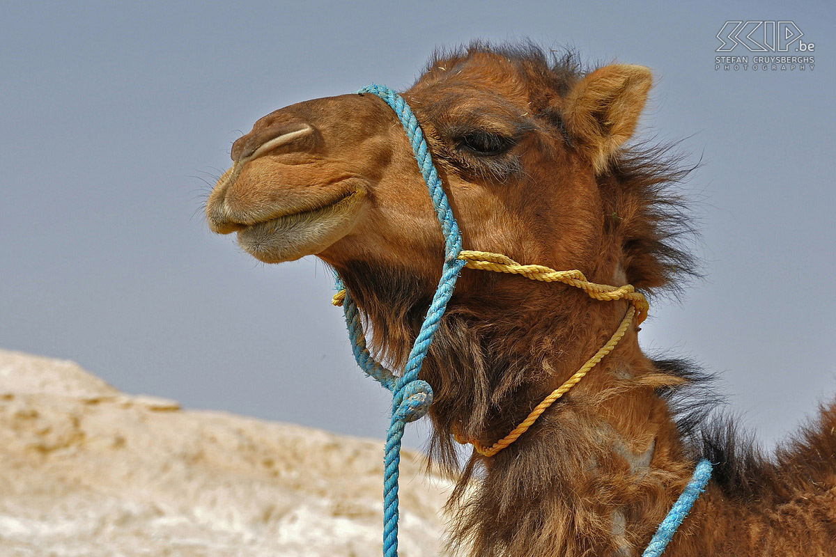 Camel  Stefan Cruysberghs